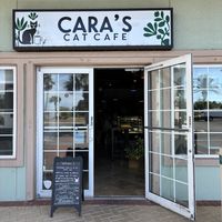 Place   at Cara's Cat Cafe in Destin