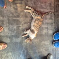 Cat at Kold Karobar in Mumbai