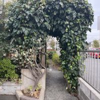   at Vege Cafe Lotus in Toyohashi