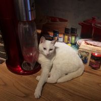  Found my mate! (Deaf cat &Deaf girl ?????) at Mood Food Energy Cafe in Yangshuo