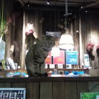 Resident feline at Mood Food Energy Cafe in Yangshuo