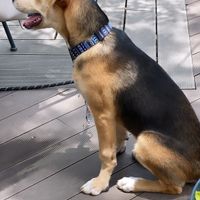 Petfriendly! Dan muy padre ambiente las mascotas que van.  at Casa Macro in Monterrey