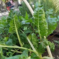 Raised beds with vibrant edibles at Casa Macro in Monterrey