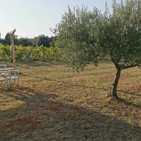 Between vineyards and olive trees at Tipico in Rovinj