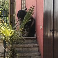 one of the sweet dogs  at Tipico in Rovinj