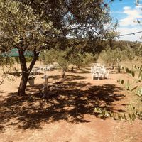 Olive trees with lights at Tipico in Rovinj