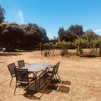 Vines and horses in the background (15min ride - 15kn) at Tipico in Rovinj