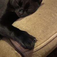 Cat called Bear  at Soepp in Alkmaar