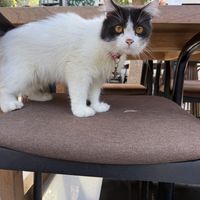 Cafe kitty   at OZ restaurant in Kuta