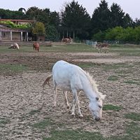 Animali del rifugio at Gasía Agricicchetteria in Veneto