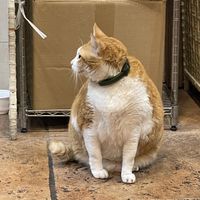   at Mighty Vegetarian 大力素食 - Yuen Long" in New Territories