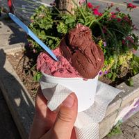 Medium cup with field berry and dark chocolate, an amazing combo at Gelateria Dolce Mia Bloor in Toronto