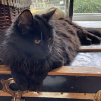   at Happy Cat Cafe - Chat l'heureux in Montreal