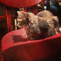 Cafe Chat L'Heureux at Happy Cat Cafe - Chat l'heureux in Montreal