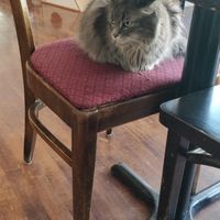  at Happy Cat Cafe - Chat l'heureux in Montreal