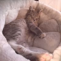 chaton at Happy Cat Cafe - Chat l'heureux in Montreal