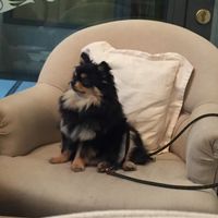 Pets welcome  at MyRaw Cafe in Prague