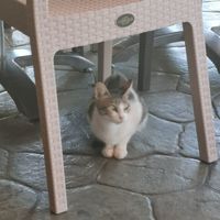 Sweet cats everywhere at Gran Aladino in Corfu