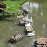Ducks bathing at the sun at Govinda - Midrand in Johannesburg