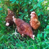  at B&B Naturin - Vegan Eco Farm in Piedmont