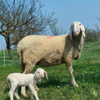  at B&B Naturin - Vegan Eco Farm in Piedmont