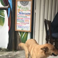 Outside with passing dog at El Punto Veggie in Salento