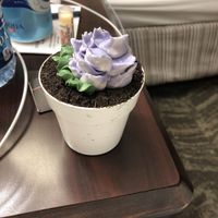 Flower pot chocolate cake!   They have the most amazing desserts! at Dharma Southern Chick'n in Orlando