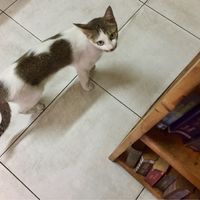 Kitty at Bookworm's Coffee in Ho Chi Minh City