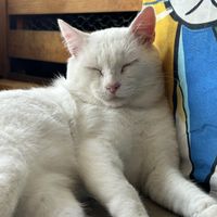   at Vegattos in Mexico City