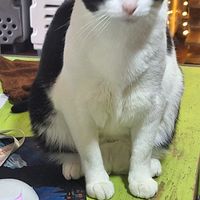  at Vegattos in Mexico City