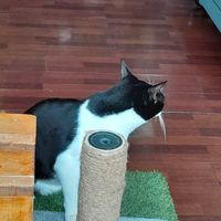 Otro gatito at Vegattos in Mexico City