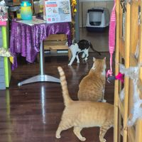  at Vegattos in Mexico City