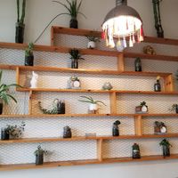 Both walls lined with plants. at Juice and Java in Miami Beach