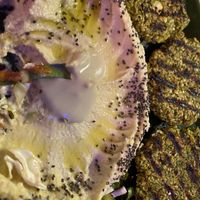 Hummus and Falafel Plate  at Akasha Home Restaurant in Koh Phangan