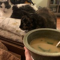 Pumpkin ramen! Simon & Darwin approve 😻🥣🎃  at The Purple Carrot in Needham Heights