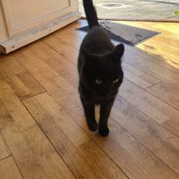 A cat walked in! at Guilty Pretzel  in Utrecht