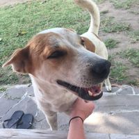 ";Berta"; sweet little dog who is one of many who live on the land surrounding Coco Beach at Coco Beach in 