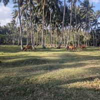Drive past cows on the way in at Coco Beach in 