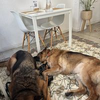 Big restaurant   at El Vergel Veggie Restaurant in Tarragona