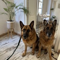 Pet friendly !  at El Vergel Veggie Restaurant in Tarragona