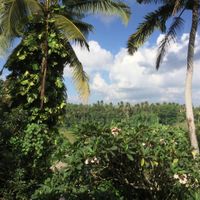 view at Elephant Cafe in Ubud