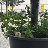   at Front Food in Linz