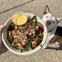 One of the power greens and quinoa bowls with added tempeh - YUM!! 🐶 (I ate this, my pup did not 😆)  at Veggie Grill by Next Level in Pasadena