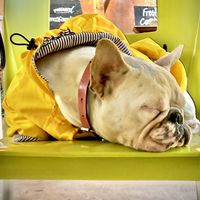 Cutest employee #Veganuary at Co.ConAmor in Tulum