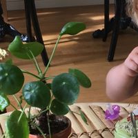 Bowl and smoothie at Lotta Love in Malmo