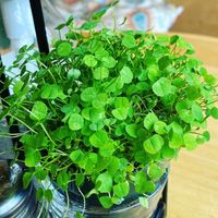 Its St Pattys day and every table had clover!  So cute!  at Jungle Cafe in Brooklyn