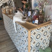 The cats were adorable of course at Romeow Cat Bistrot in Rome