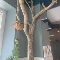 Romeo in his favorite spot at Romeow Cat Bistrot in Rome