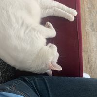 Maus decided to take a nap next to me  at Romeow Cat Bistrot in Rome