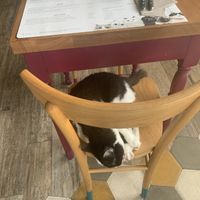 Nap time  at Romeow Cat Bistrot in Rome